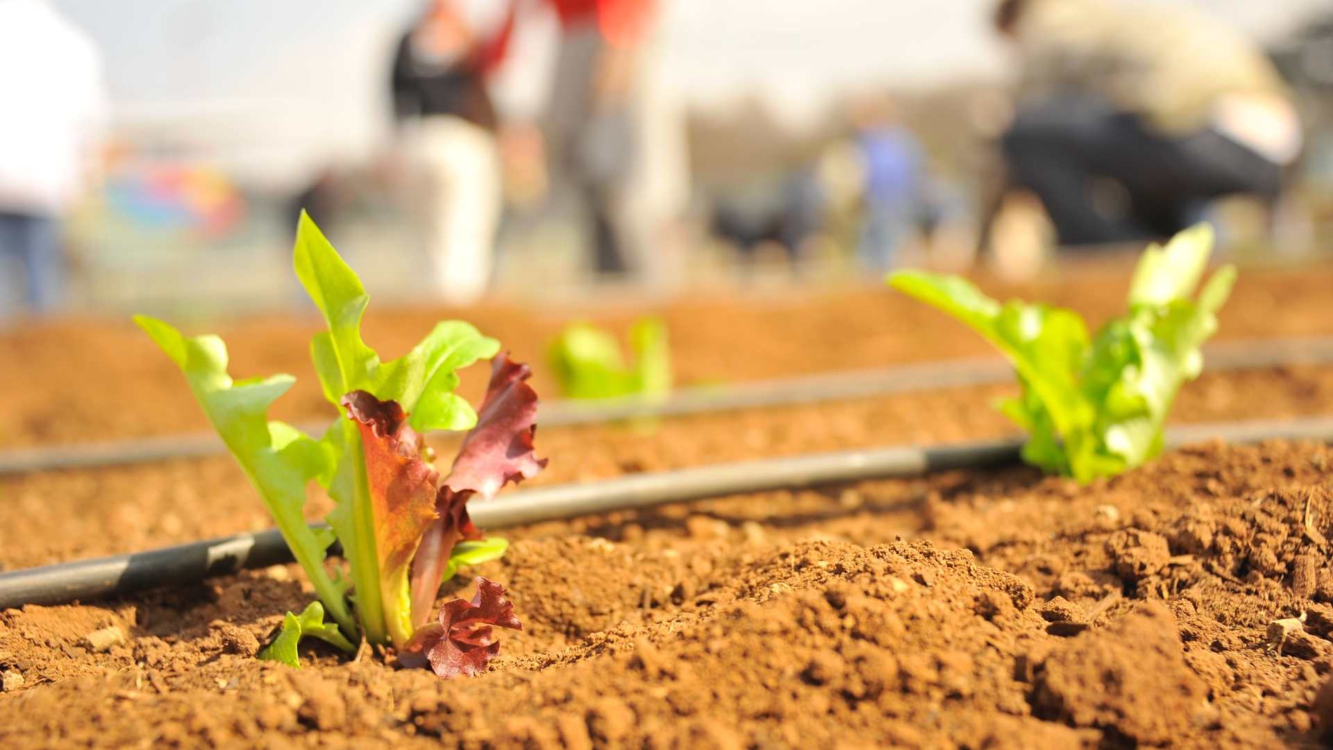 We Check Best Soil Fertility With Are Farming Hubs