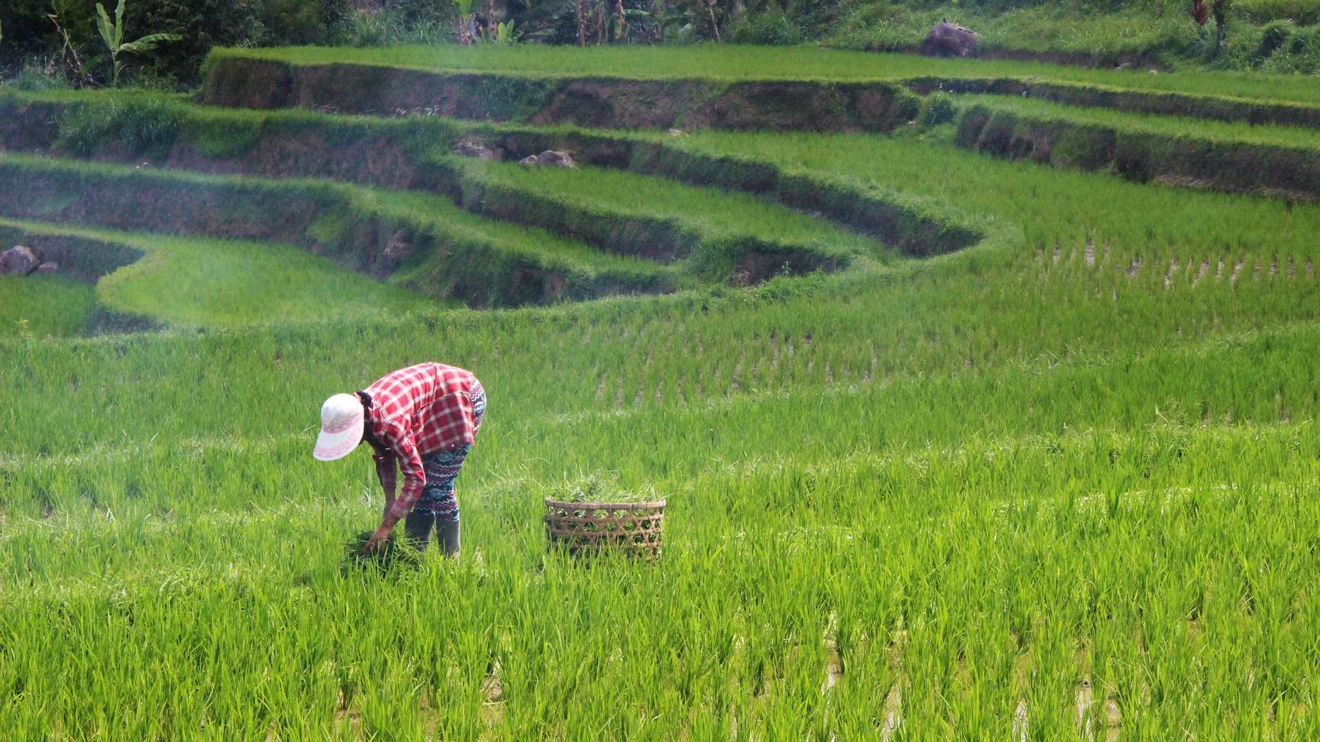 Our Farming techniquies to Improve the Productions